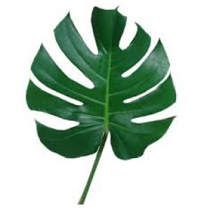 ΜΟΝΣΤΕΡΑ 20εκ....-MONSTERA  BLAD